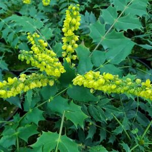 Mahonia × media 'Charity' 20-30 cm